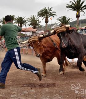 Fiesta de San Antonio Abad. Inauguración de la XI Liga de Arrastre Infantil y el XXIX Concurso de Arrastre Isla de Tenerife. · foto 14