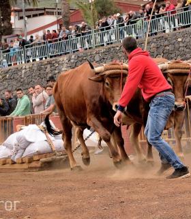 Fiesta de San Antonio Abad. Inauguración de la XI Liga de Arrastre Infantil y el XXIX Concurso de Arrastre Isla de Tenerife. · foto 15