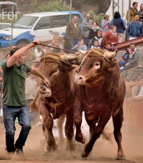 Fiesta de San Antonio Abad. Inauguración de la XI Liga de Arrastre Infantil y el XXIX Concurso de Arrastre Isla de Tenerife. · foto 53