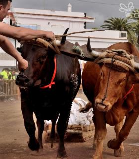 Fiesta de San Antonio Abad. Inauguración de la XI Liga de Arrastre Infantil y el XXIX Concurso de Arrastre Isla de Tenerife. · foto 31