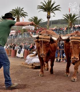 Fiesta de San Antonio Abad. Inauguración de la XI Liga de Arrastre Infantil y el XXIX Concurso de Arrastre Isla de Tenerife. · foto 11