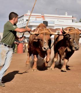 Fiesta de San Antonio Abad. Inauguración de la XI Liga de Arrastre Infantil y el XXIX Concurso de Arrastre Isla de Tenerife. · foto 73