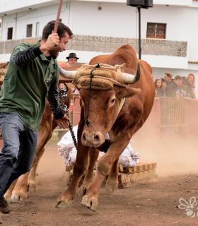 Fiesta de San Antonio Abad. Inauguración de la XI Liga de Arrastre Infantil y el XXIX Concurso de Arrastre Isla de Tenerife. · foto 21