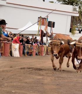 Fiesta de San Antonio Abad. Inauguración de la XI Liga de Arrastre Infantil y el XXIX Concurso de Arrastre Isla de Tenerife. · foto 25