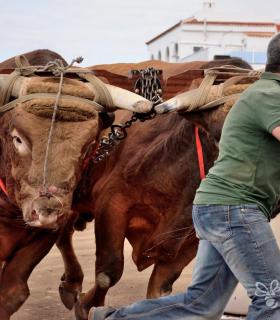 Fiesta de San Antonio Abad. Inauguración de la XI Liga de Arrastre Infantil y el XXIX Concurso de Arrastre Isla de Tenerife. · foto 76