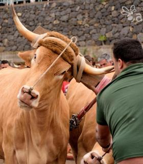 Fiesta de San Antonio Abad. Inauguración de la XI Liga de Arrastre Infantil y el XXIX Concurso de Arrastre Isla de Tenerife. · foto 5