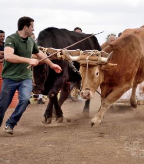 Fiesta de San Antonio Abad. Inauguración de la XI Liga de Arrastre Infantil y el XXIX Concurso de Arrastre Isla de Tenerife. · foto 48