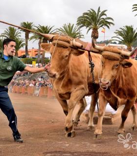 Fiesta de San Antonio Abad. Inauguración de la XI Liga de Arrastre Infantil y el XXIX Concurso de Arrastre Isla de Tenerife. · foto 7