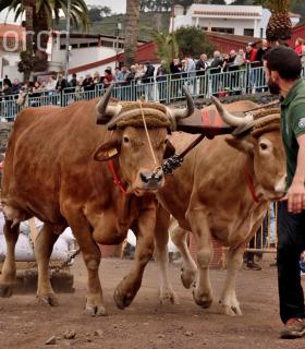 Fiesta de San Antonio Abad. Inauguración de la XI Liga de Arrastre Infantil y el XXIX Concurso de Arrastre Isla de Tenerife. · foto 12