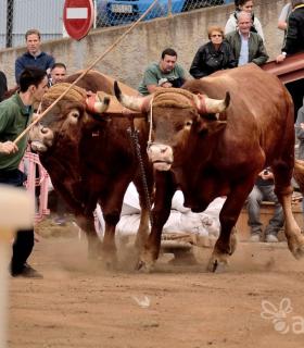 Fiesta de San Antonio Abad. Inauguración de la XI Liga de Arrastre Infantil y el XXIX Concurso de Arrastre Isla de Tenerife. · foto 55
