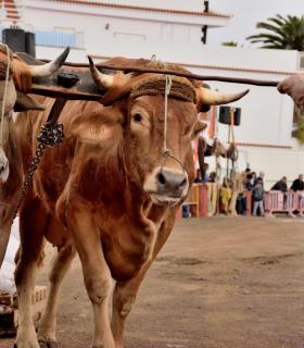 Fiesta de San Antonio Abad. Inauguración de la XI Liga de Arrastre Infantil y el XXIX Concurso de Arrastre Isla de Tenerife. · foto 24
