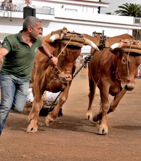 Fiesta de San Antonio Abad. Inauguración de la XI Liga de Arrastre Infantil y el XXIX Concurso de Arrastre Isla de Tenerife. · foto 22