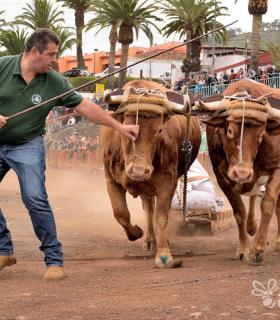 Fiesta de San Antonio Abad. Inauguración de la XI Liga de Arrastre Infantil y el XXIX Concurso de Arrastre Isla de Tenerife. · foto 20