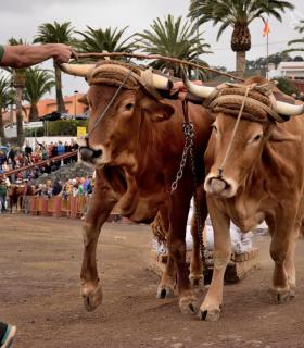 Fiesta de San Antonio Abad. Inauguración de la XI Liga de Arrastre Infantil y el XXIX Concurso de Arrastre Isla de Tenerife. · foto 9