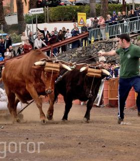 Fiesta de San Antonio Abad. Inauguración de la XI Liga de Arrastre Infantil y el XXIX Concurso de Arrastre Isla de Tenerife. · foto 13