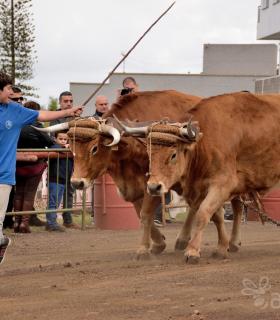 Fiesta de San Antonio Abad. Inauguración de la XI Liga de Arrastre Infantil y el XXIX Concurso de Arrastre Isla de Tenerife. · foto 43