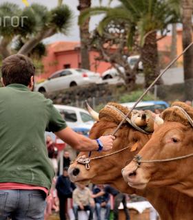 Fiesta de San Antonio Abad. Inauguración de la XI Liga de Arrastre Infantil y el XXIX Concurso de Arrastre Isla de Tenerife. · foto 8