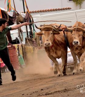 Fiesta de San Antonio Abad. Inauguración de la XI Liga de Arrastre Infantil y el XXIX Concurso de Arrastre Isla de Tenerife. · foto 17