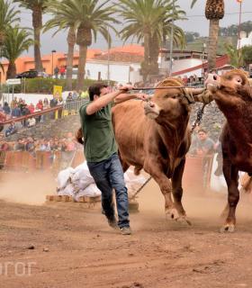Fiesta de San Antonio Abad. Inauguración de la XI Liga de Arrastre Infantil y el XXIX Concurso de Arrastre Isla de Tenerife. · foto 54