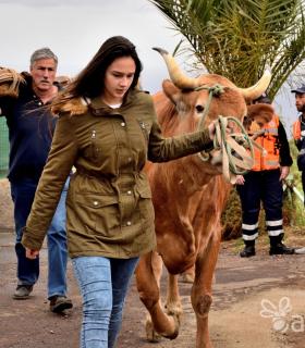 Fiesta de San Antonio Abad. Inauguración de la XI Liga de Arrastre Infantil y el XXIX Concurso de Arrastre Isla de Tenerife. · foto 3