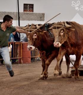Fiesta de San Antonio Abad. Inauguración de la XI Liga de Arrastre Infantil y el XXIX Concurso de Arrastre Isla de Tenerife. · foto 58