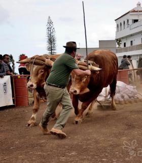 Fiesta de San Antonio Abad. Inauguración de la XI Liga de Arrastre Infantil y el XXIX Concurso de Arrastre Isla de Tenerife. · foto 59