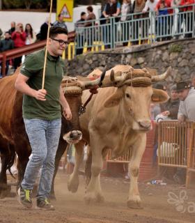 Fiesta de San Antonio Abad. Inauguración de la XI Liga de Arrastre Infantil y el XXIX Concurso de Arrastre Isla de Tenerife. · foto 47
