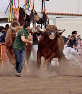 Fiesta de San Antonio Abad. Inauguración de la XI Liga de Arrastre Infantil y el XXIX Concurso de Arrastre Isla de Tenerife. · foto 67