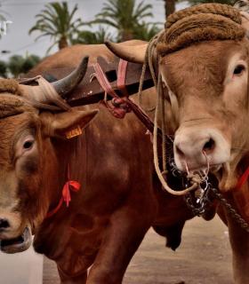 Fiesta de San Antonio Abad. Inauguración de la XI Liga de Arrastre Infantil y el XXIX Concurso de Arrastre Isla de Tenerife. · foto 57