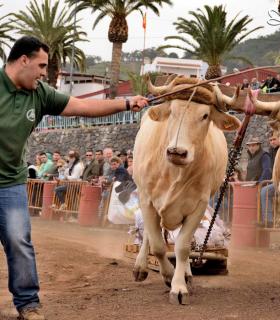 Fiesta de San Antonio Abad. Inauguración de la XI Liga de Arrastre Infantil y el XXIX Concurso de Arrastre Isla de Tenerife. · foto 51