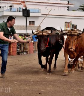 Fiesta de San Antonio Abad. Inauguración de la XI Liga de Arrastre Infantil y el XXIX Concurso de Arrastre Isla de Tenerife. · foto 30