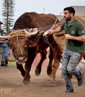 Fiesta de San Antonio Abad. Inauguración de la XI Liga de Arrastre Infantil y el XXIX Concurso de Arrastre Isla de Tenerife. · foto 62