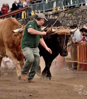 Fiesta de San Antonio Abad. Inauguración de la XI Liga de Arrastre Infantil y el XXIX Concurso de Arrastre Isla de Tenerife. · foto 45