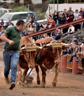 Fiesta de San Antonio Abad. Inauguración de la XI Liga de Arrastre Infantil y el XXIX Concurso de Arrastre Isla de Tenerife. · foto 19