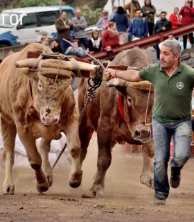 Fiesta de San Antonio Abad. Inauguración de la XI Liga de Arrastre Infantil y el XXIX Concurso de Arrastre Isla de Tenerife. · foto 52