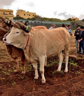 Demostración de arado con yuntas y siembra de sementero, zunchado de ruedas de carreta y carrera de sortija a caballo. San Juan. Tacoronte, 21-01-2017 · foto 21