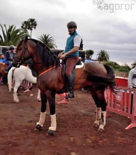 Demostración de arado con yuntas y siembra de sementero, zunchado de ruedas de carreta y carrera de sortija a caballo. San Juan. Tacoronte, 21-01-2017 · foto 92