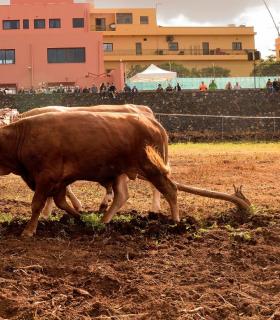 Demostración de arado con yuntas y siembra de sementero, zunchado de ruedas de carreta y carrera de sortija a caballo. San Juan. Tacoronte, 21-01-2017 · foto 23