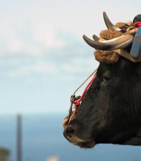 Demostración de arado con yuntas y siembra de sementero, zunchado de ruedas de carreta y carrera de sortija a caballo. San Juan. Tacoronte, 21-01-2017 · foto 5