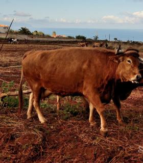 Demostración de arado con yuntas y siembra de sementero, zunchado de ruedas de carreta y carrera de sortija a caballo. San Juan. Tacoronte, 21-01-2017 · foto 18