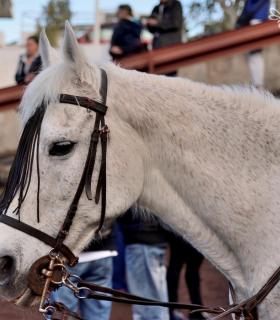 Feria de Ganado de San Antonio Abad. Tacoronte. 22-01-2017 · foto 9