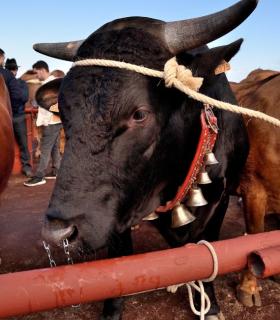 Feria de Ganado de San Antonio Abad. Tacoronte. 22-01-2017 · foto 10