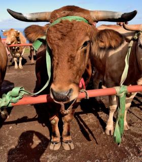 Feria de Ganado de San Antonio Abad. Tacoronte. 22-01-2017 · foto 2