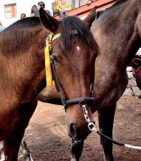 Feria de Ganado de San Antonio Abad. Tacoronte. 22-01-2017 · foto 40