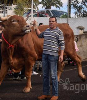 Feria de Ganado de San Antonio Abad. Tacoronte. 22-01-2017 · foto 23
