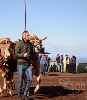 Feria de Ganado de San Antonio Abad. Tacoronte. 22-01-2017 · foto 24