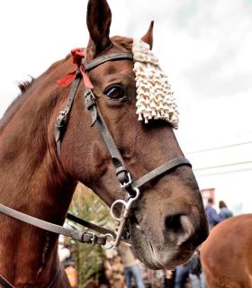 Feria de Ganado de San Antonio Abad. Tacoronte. 22-01-2017 · foto 14