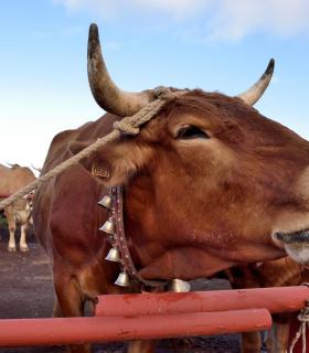 Feria de Ganado de San Antonio Abad. Tacoronte. 22-01-2017 · foto 36