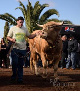 Feria de Ganado de San Antonio Abad. Tacoronte. 22-01-2017 · foto 30