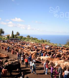 Feria de Ganado de San Antonio Abad. Tacoronte. 22-01-2017 · foto 41